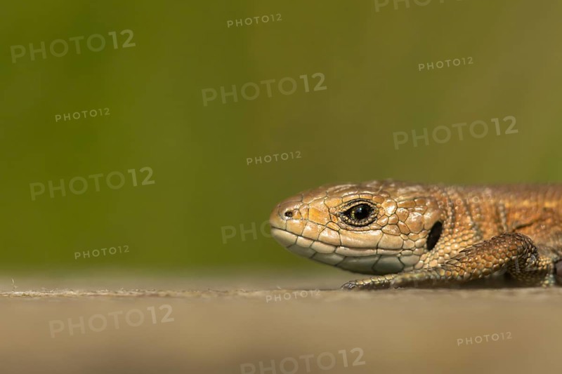 Common lizard (Zootoca vivipara) adult reptile basking on a wooden sleeper, England, United Kingdom, Europe