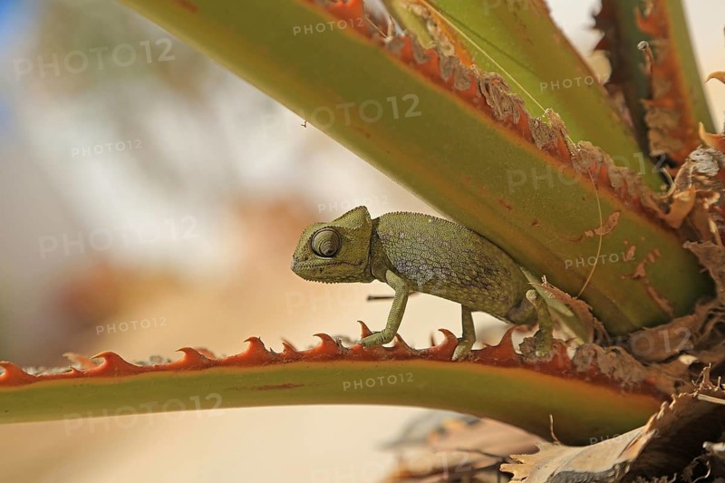 Chameleon (Chamaeleoninae), Djerba, Tunisia, Africa