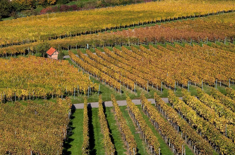 Cottage between vines, vineyard, grapevines, viticulture, graphic, autumn colours, autumn, Kappelberg, Fellbach, Waiblingen, Baden-Württemberg, Germany, Europe