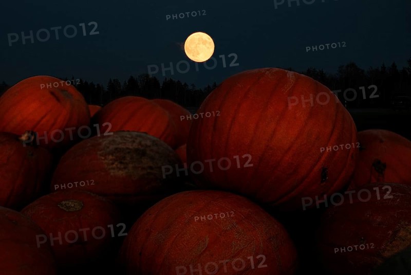 Super moon, full moon, pumpkin, night, Halloween, autumn, Greiling, Bad Tölz, Bavaria, Germany, Europe