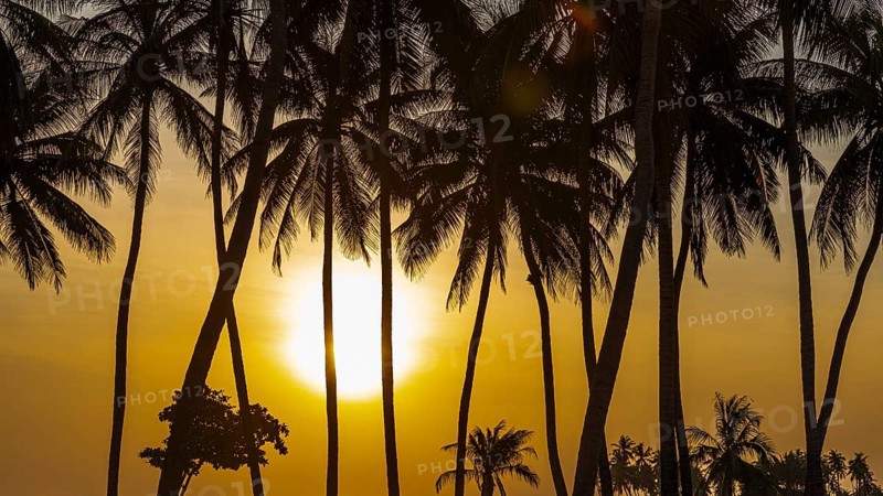 Coconut palms (Cocos nucifera) at sunset on the beach of Salalah, Dhofar Province, Arabian Peninsula, Sultanate of Oman