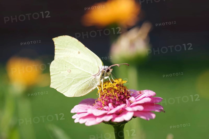 Lemon butterfly (Gonepteryx rhamni), macro, flower, nectar, colourful, The lemon butterfly sits between colourful flowers and sucks nectar from the flower with its proboscis