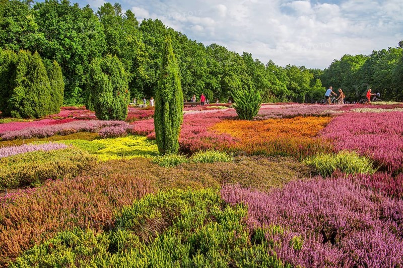 Heather garden with many varieties of heather from all over the world, Schneverdingen, Lüneburg Heath, Lower Saxony, Germany, Europe