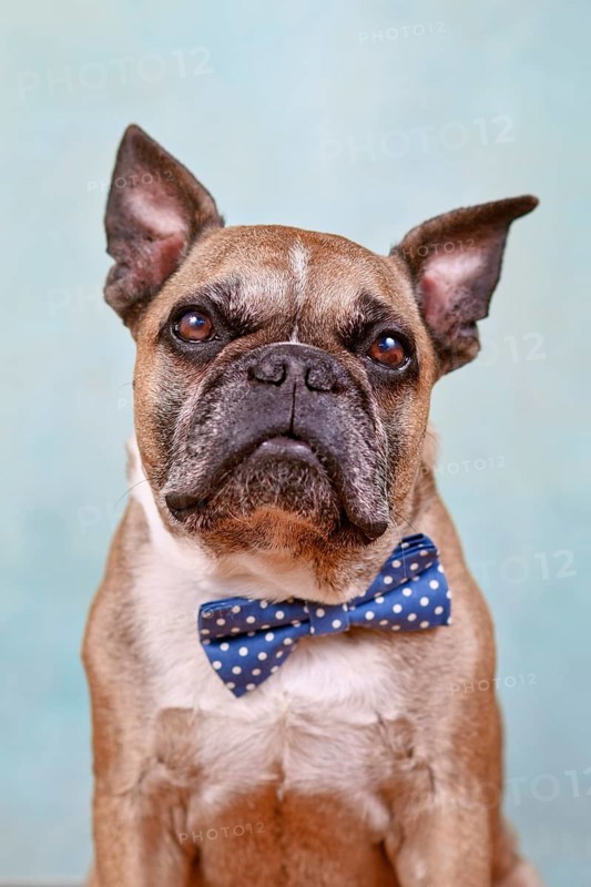 Portrait of cute fawn French Bulldog dog with blue bow tie in front of pastel blue studio background