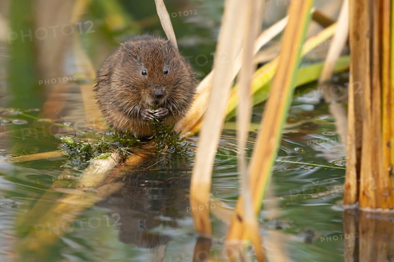 Water vole (Arvicola amphibius) adult rodent animal feeding on a pondweed leaf in a reedbed on a pond, England, United Kingdom, Europe