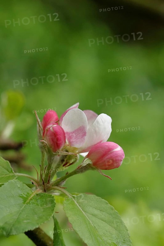 Apple blossoms (Malus), red still closed blossoms and white opened blossom with bokeh in the background, close-up, Wilnsdorf, North Rhine-Westphalia, Germany, Europe