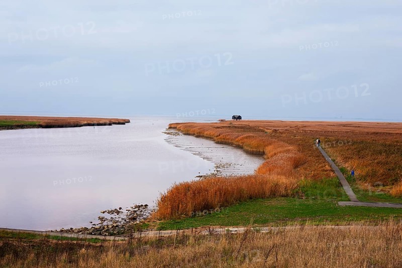 Low water, reed, mudflats, Dollart, Nieuwe Statenzijl, Netherlands