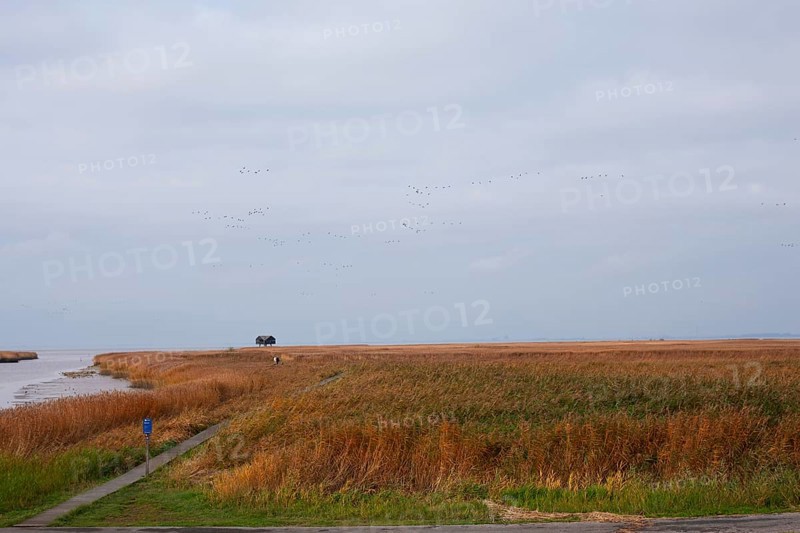 Low water, reed, mudflats, Dollart, Nieuwe Statenzijl, Netherlands