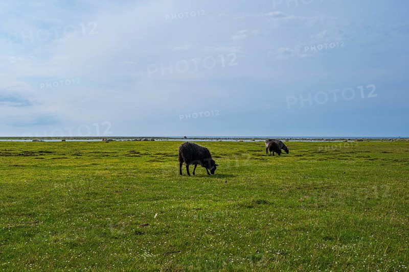 Sheep grazing freely on a shore meadow on the southern tip of the island of Öland, Kalmar län, Sweden, Europe
