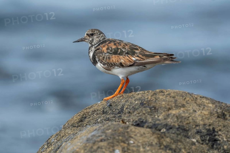 Ruddy Turnstone (Arenaria interpres) searching for food on the Atlantic coast. Ouessant, Finistere, Brittany, France, Europe