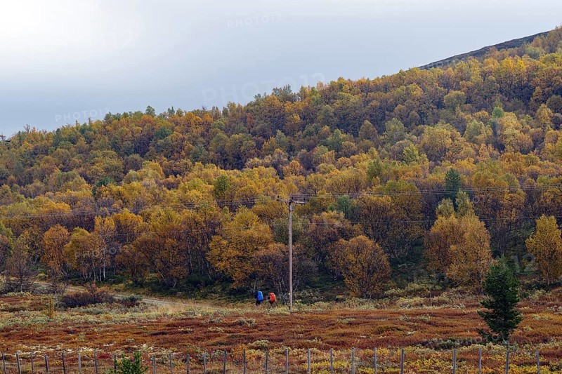 Hilly landscape with colourful autumn forests and two people in the distance, pilgrimage route, King's Road, Dovrefjell-Sunndalsfjella National Park, Norway, Europe