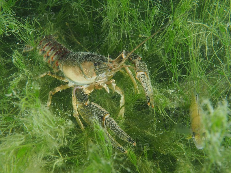 Crayfish (Faxonius limosus), American crayfish, invasive species, in a green underwater world with plants. Dive site Wildsau, Berlingen, Lake Constance, Switzerland, Europe