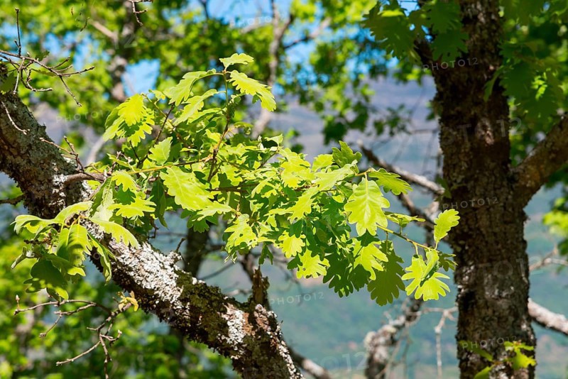 Intertwined branch with light green leaves in front of a mountainous landscape, oak, Piornal, Cáceres, Cacares, Extremadura, Spain, Europe