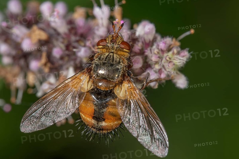 Close-up of a parasitic fly (Tachina fera) I with orange-coloured wings on purple flowers of horse mint (Mentha longifolia), Baden-Württemberg, Germany, Europe