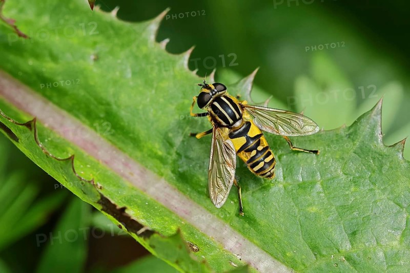 Dangling sunlover (Helophilus pendulus), macro photograph, Wilnsdorf, North Rhine-Westphalia, Germany, Europe