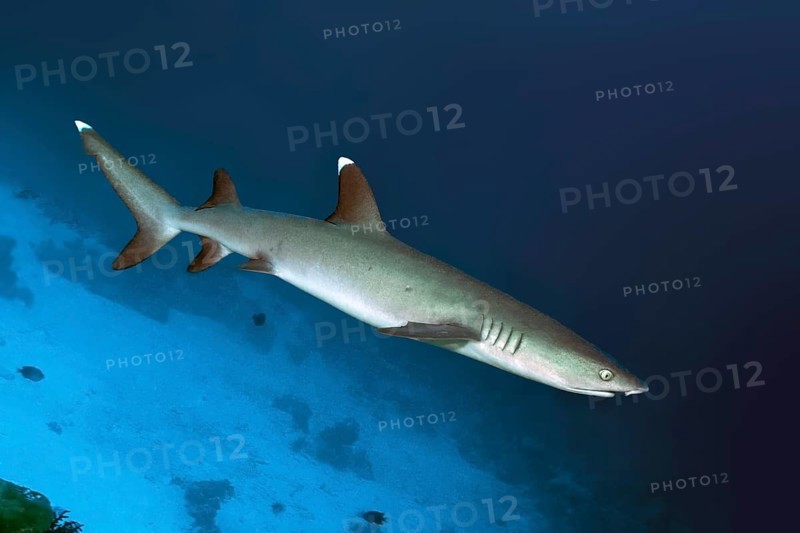 Whitetip reef shark (Triaenodon obesus) Whitetip reef shark swims near the bottom through coral reef, Pacific Ocean