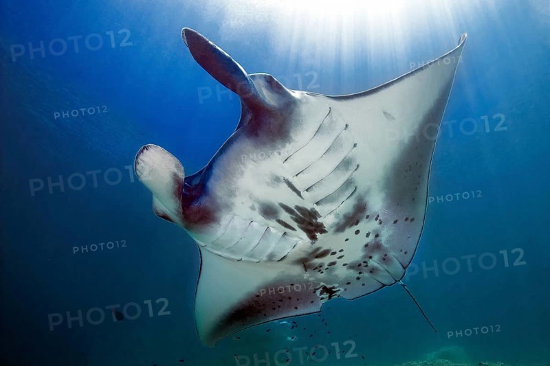 Giant ray (Manta) plankton eater in backlight under sea surface above sun, Pacific Ocean