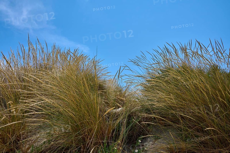 Tall yellow grasses bend in the wind against a clear blue sky, summer, Saintes-Maries-de-la-Mer, Camargue, France, Europe