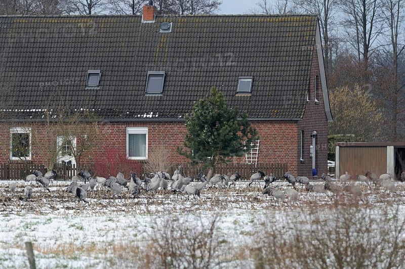 Cranes (grus grus) resting on their southbound migration while foraging in a harvested maize field in light snow, North Rhine-Westphalia, Germany, Europe