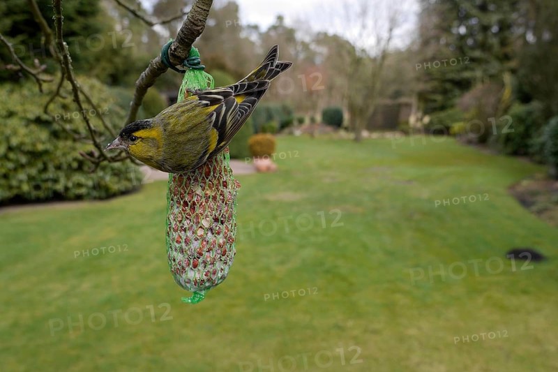 Siskin (Carduelis spinus), male at a fat ball, winter feeding in the garden, North Rhine-Westphalia, Germany, Europe