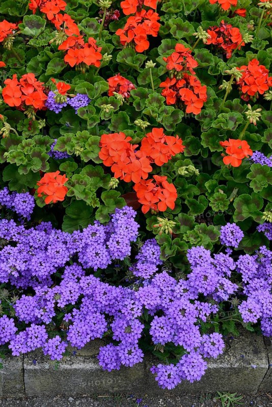 Bed with verbenas and geraniums, inflorescence