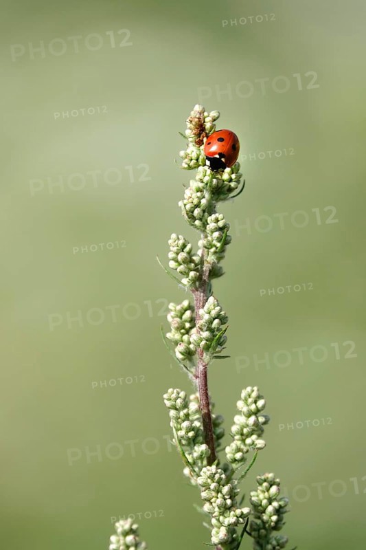 Ladybird (Coccinellidae), summer, Germany, Europe