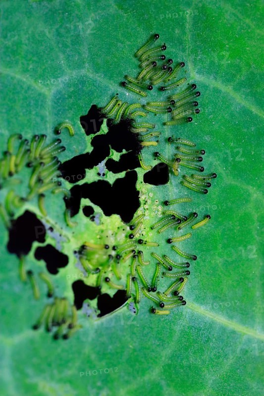 Caterpillars of the cabbage white butterfly, July, Germany, Europe