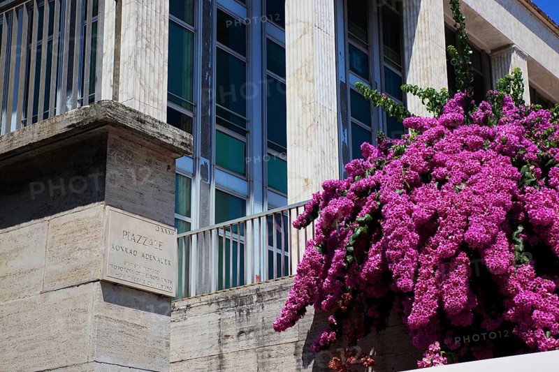 Butterfly bush, Buddleja davidii, summer lilac, at Piazzale Konrad Adenauer, Esposizione Universale di Roma, World Exhibition Rome, EUR, Italy, Europe