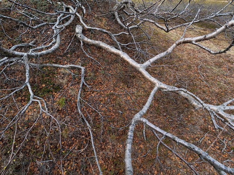 Dwarf Birch (Betula Nana), ancient old, gnarled trees growing on the tundra, May, Varanger Fjord, Norway, Europe