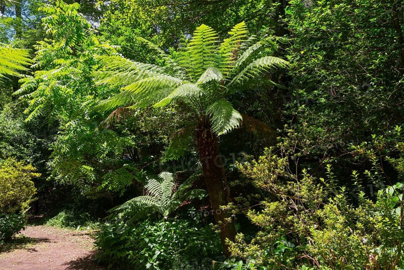Großer Farnbaum in einem sonnigen Wald umgeben von üppigem Grün, Baumfarn (Dicksonia antarctica), Mata Nacional do Buçaco, National-Wald von Bussaco, Bucaco, Mealhada, Beira Litoral, Portugal, Europe
