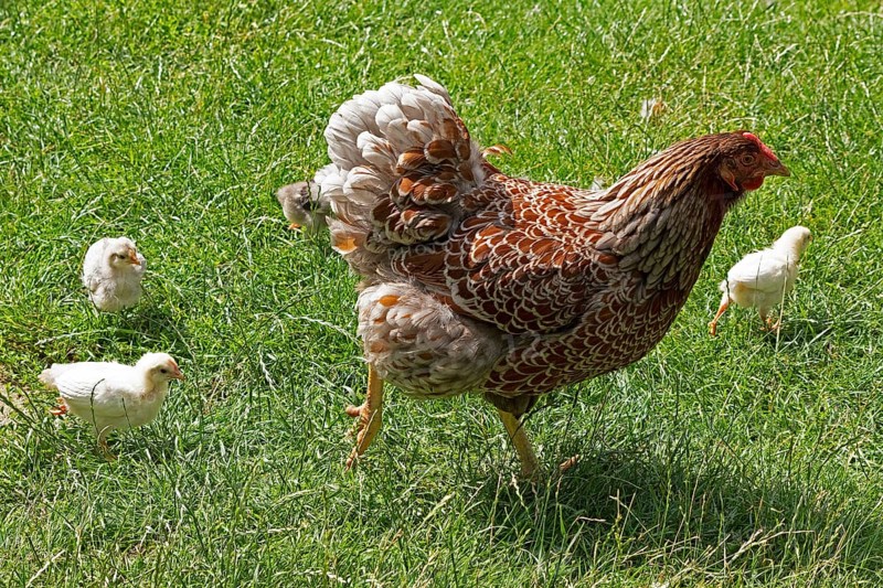 Chicken with chicks, Eime, Leinebergland, Lower Saxony, Germany, Europe