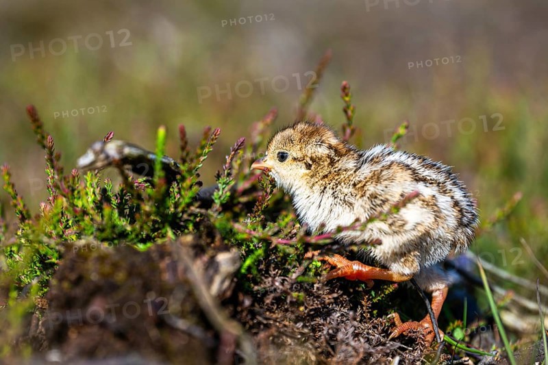 Chick of Red-legged Partridge, Alectoris rufa, North York Moors National Park, Yorkshire, England, United Kingdom, Europe