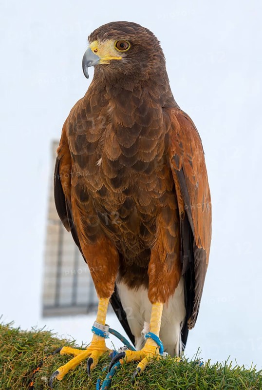 Close-up of a hawk with brown plumage and yellow claws against a white background, captivity, Arcos de la Frontera, Cadiz province, Cadiz, Andalusia, Spain, Europe