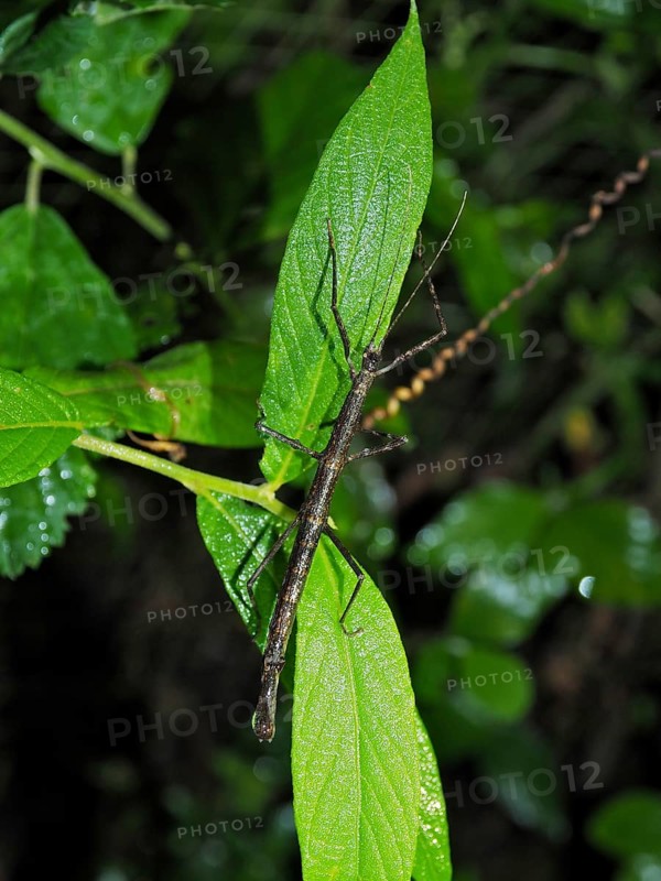 Stick insect (Phasmatodea), Monteverde cloud forest, Costa Rica, Central America