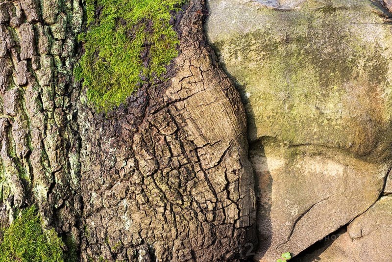 Close-up of tree bark and stone with moss growth, English oak (Quercus robur) growing over a boulder, rock, Hesse, Germany, Europe