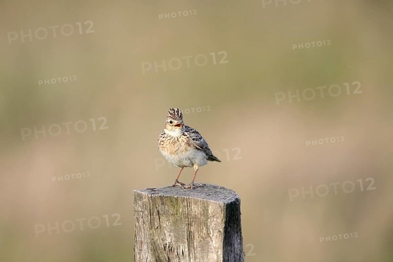 Eurasian skylark (Alauda arvensis) sitting on a pole, Lower Rhine, North Rhine-Westphalia, Germany, Europe