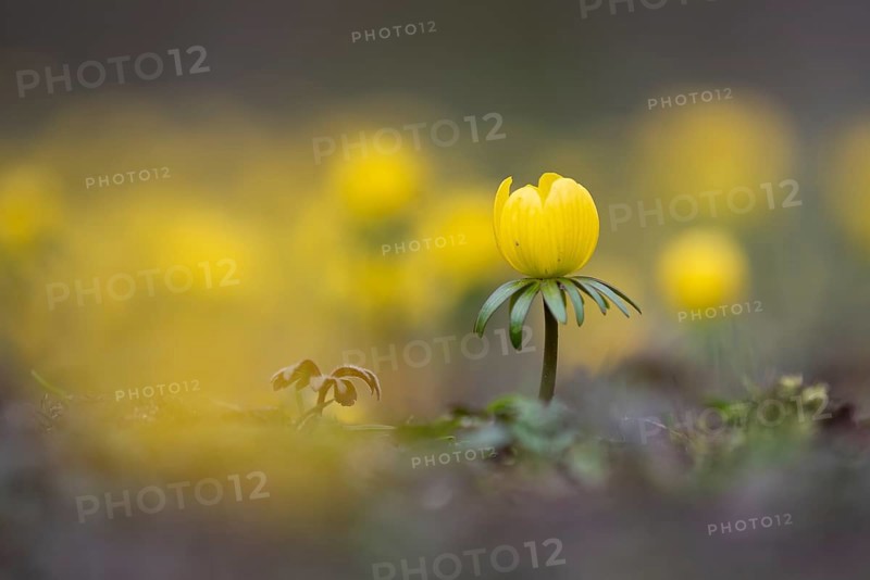 Winter aconite (Eranthis hyemalis) in bloom, plant, flower, early bloomer, yellow, Hanover, Lower Saxony, Germany, Europe