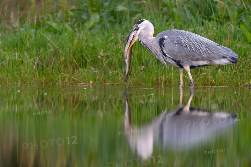 Grey heron (Ardea cinerea) with fish as prey, Aviemore, Scotland, Great Britain