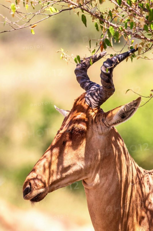 Hartebeest (Alcelaphus buselaphus) with big horns in the shade by a tree on a africa savanna, Maasai Mara, Kenya, Africa
