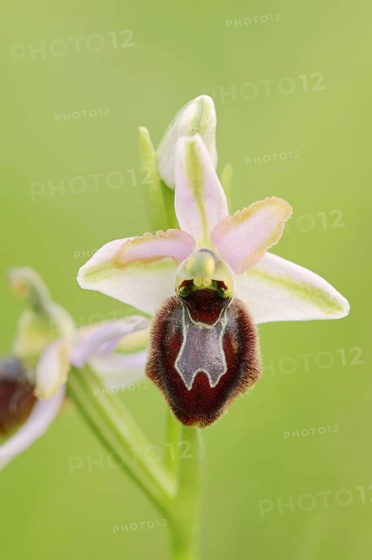 Ragwort in splendour (Ophrys splendida), flower, Provence, southern France