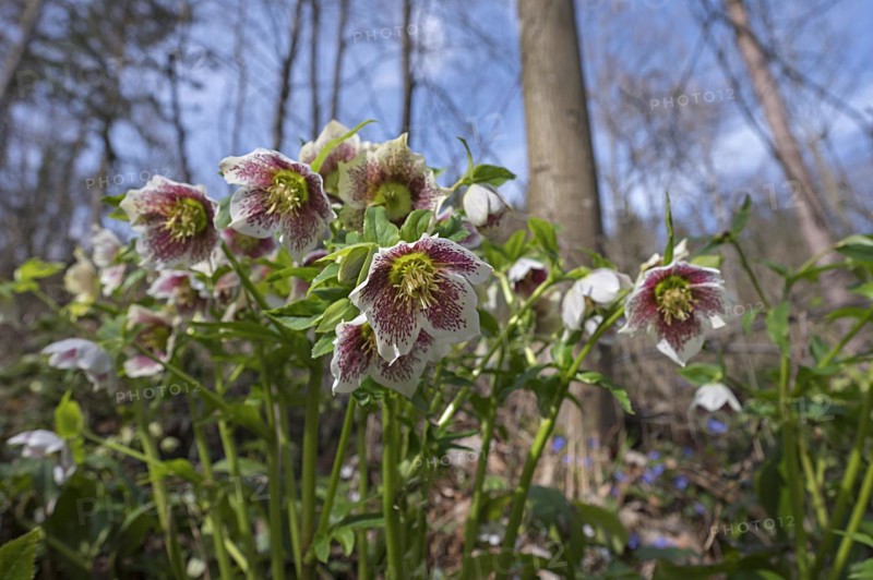 Oriental hellebore (Helleborus orientalis), Hohenstadt, Middle Franconia, Bavaria, Germany, Europe