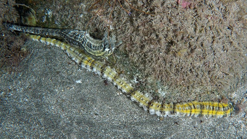 A long, yellow striped snake sea cucumber (Euapta lappa), sea cucumber, meanders across the sandy seabed. Playa dive site, Los Cristianos, Tenerife, Canary Islands, Spain, Europe
