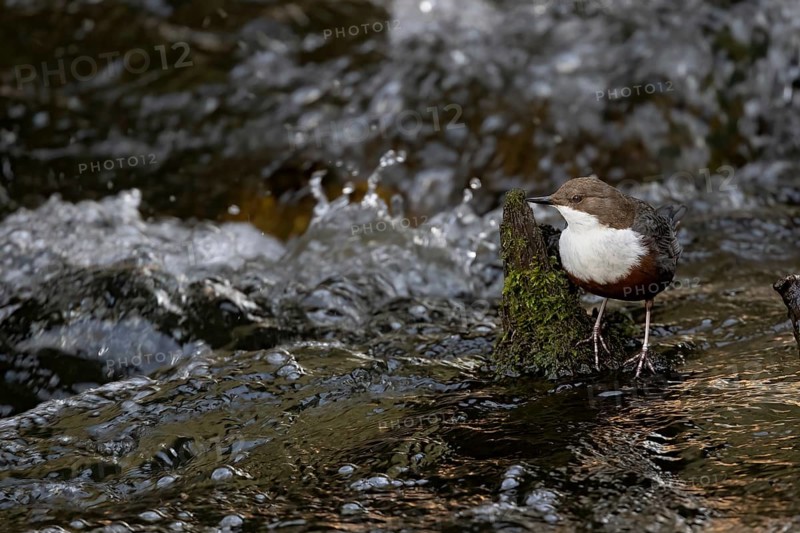 White-throated Dipper (Cinclus cinclus) in the water, Austria, Upper Austria, Europe