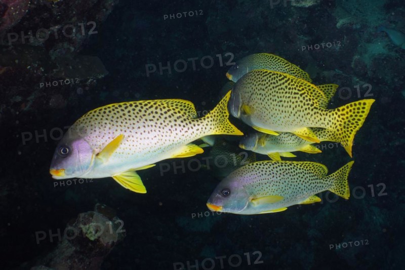 Shoal, group of blackspotted rubberlip (Plectorhinchus gaterinus) in a cave, dive site Dangerous Reef, St Johns Reef, Saint Johns, Red Sea, Egypt, Africa
