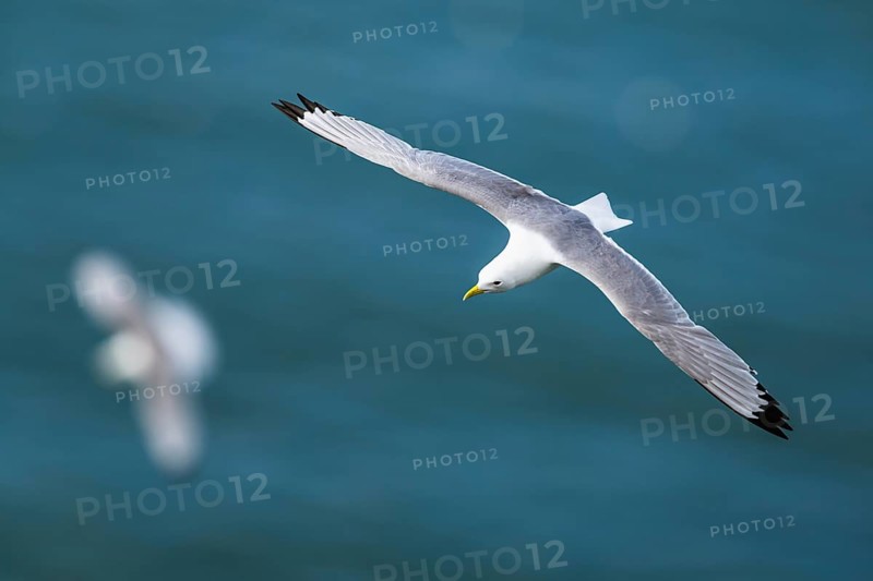 Black-legged Kittiwake, Rissa tridactyla, bird in flight over sea