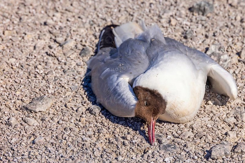 Black-headed gull laying dead on the ground due avian influenza