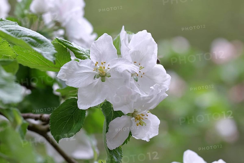 Apple blossoms (Malus), white blossoms with bokeh in the background, Wilnsdorf, Nordrhein. Westphalia, Germany, Europe