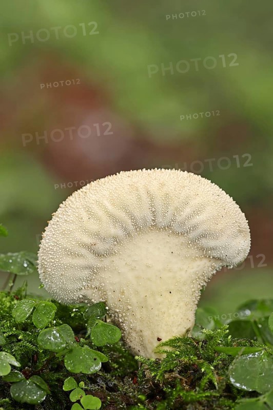Bottle russula (Lycoperdon perlatum, Lycoperdon gemmatum), North Rhine-Westphalia, Germany, Europe