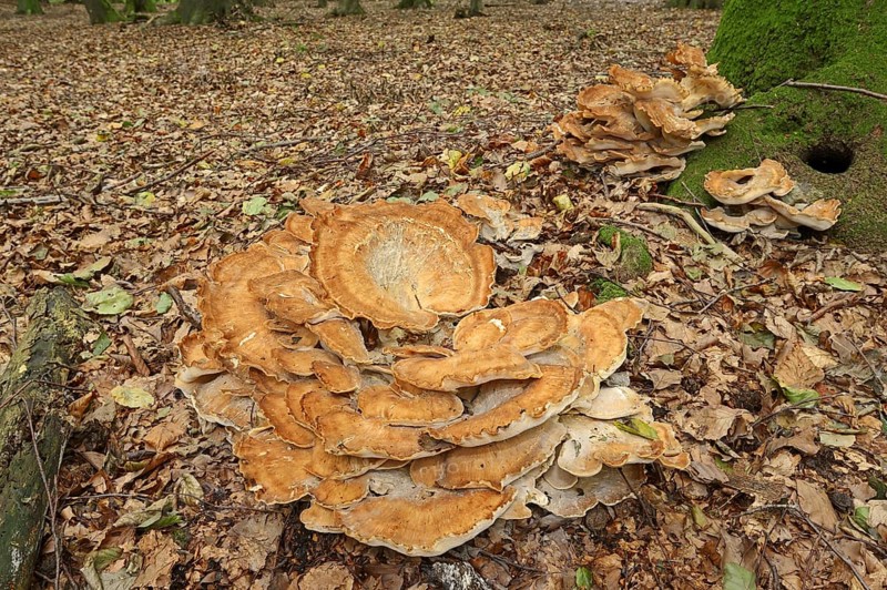 Giant polypore (Meripilus giganteus), North Rhine-Westphalia, Germany, Europe