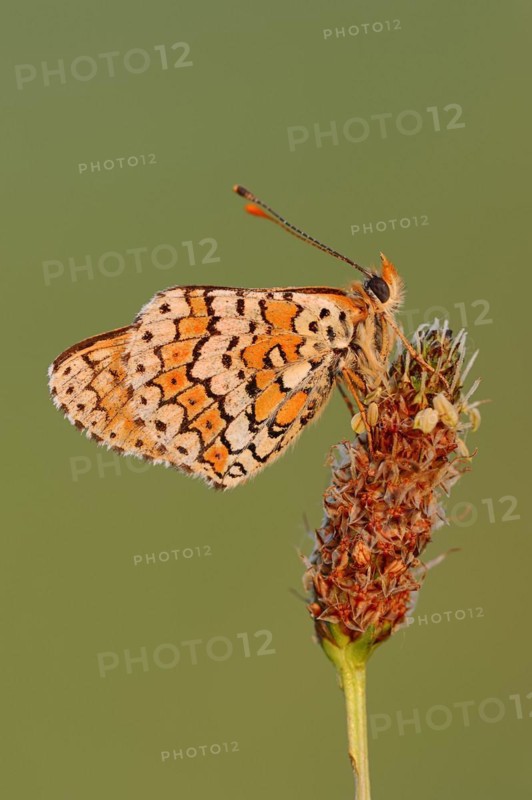 Plantain Fritillary (Melitaea cinxia), Provence, Southern France